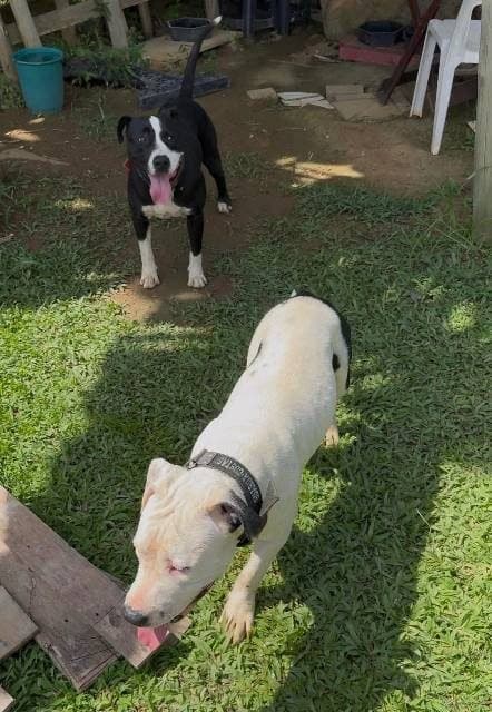 🔴 Animal Perdido — Perdidos dois cachorros