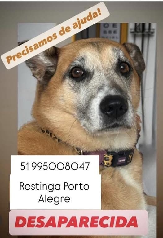 🔴 Animal Perdido — Alguém viu a Estrela