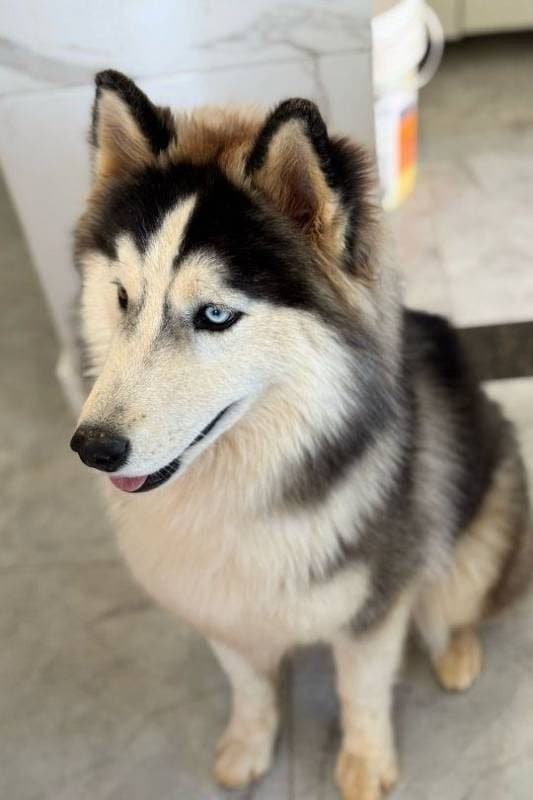 🔴 Animal Perdido — Luck