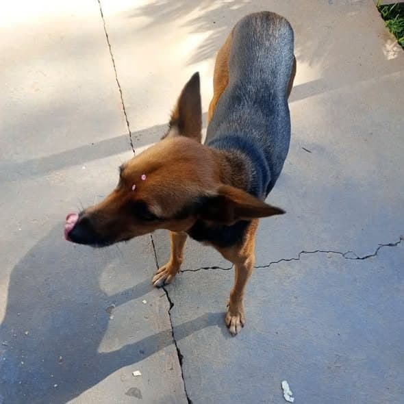 🔴 Animal Perdido — Perdida ou abandonada