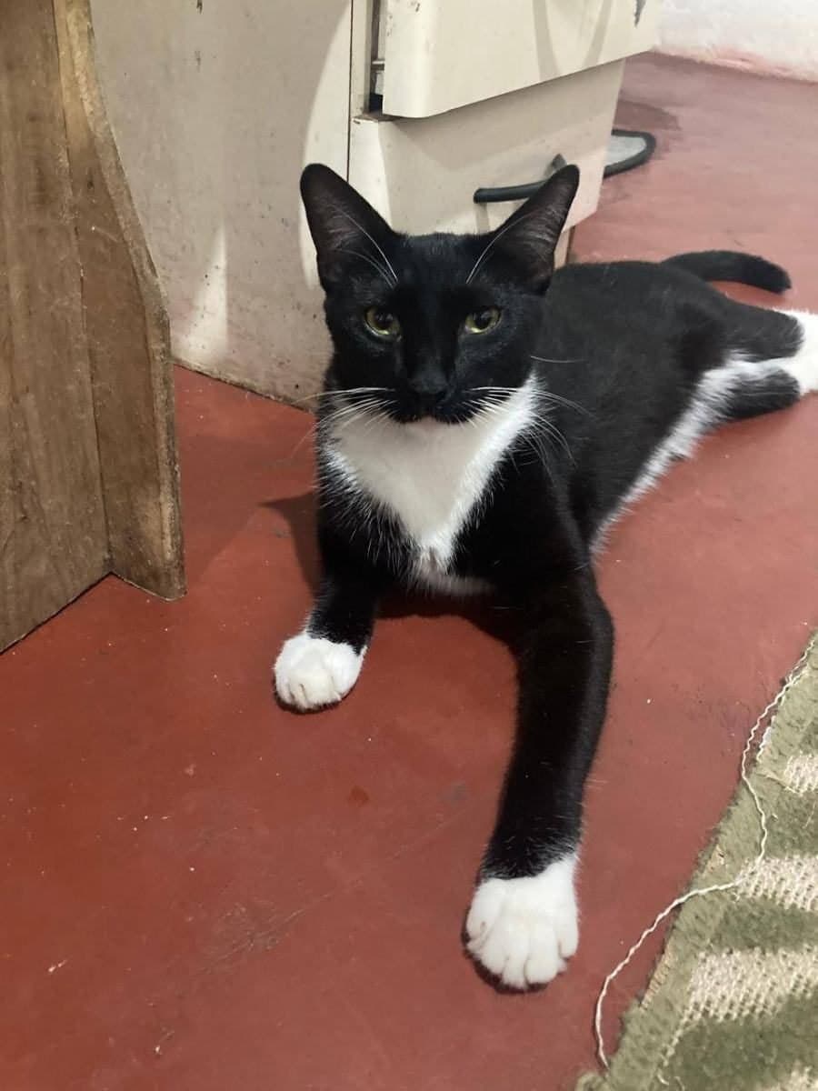 🔴 Animal Perdido — Gatinho Frajolinha
