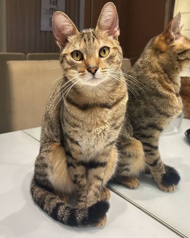 🔴 Animal Perdido — Juma
