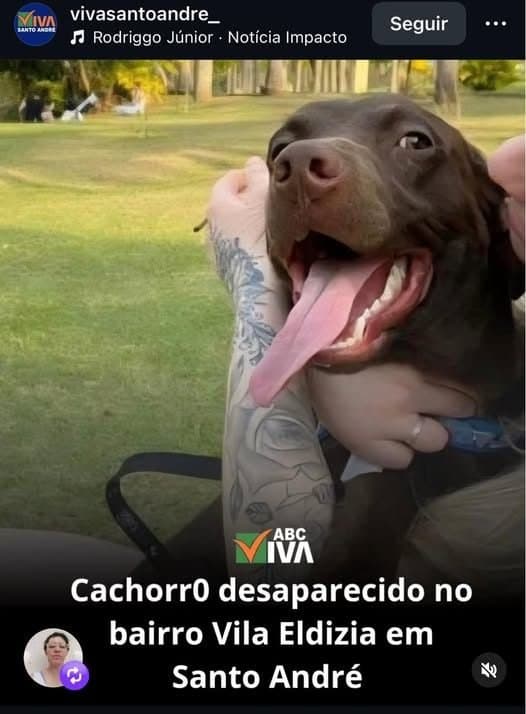 🔴 Animal Perdido — Cachorro perdido (Roubado)