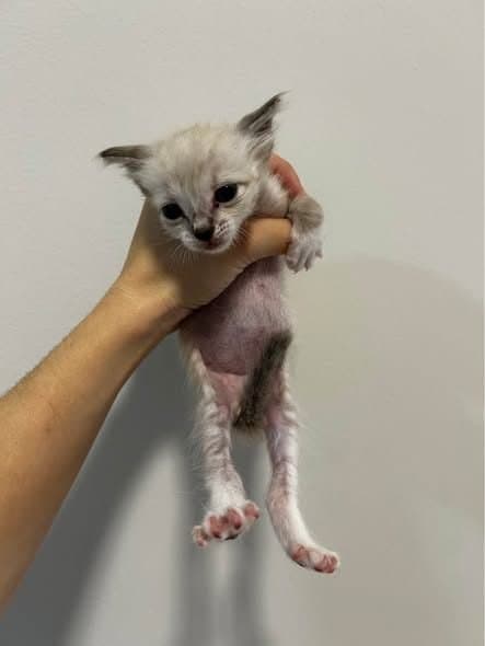 🟠 Caso de Abandono — Gatinhos abandonados