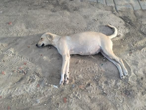 🟠 Caso de Abandono — Cachorrinha abandonada
