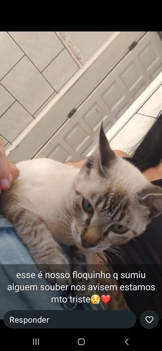 🔴 Animal Perdido — Gatinho perdido