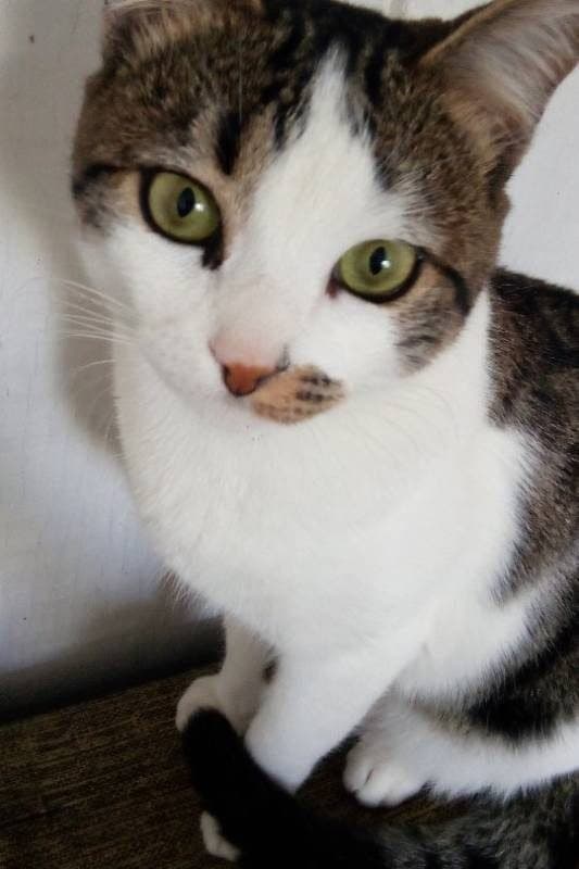 🔴 Animal Perdido — Romeu