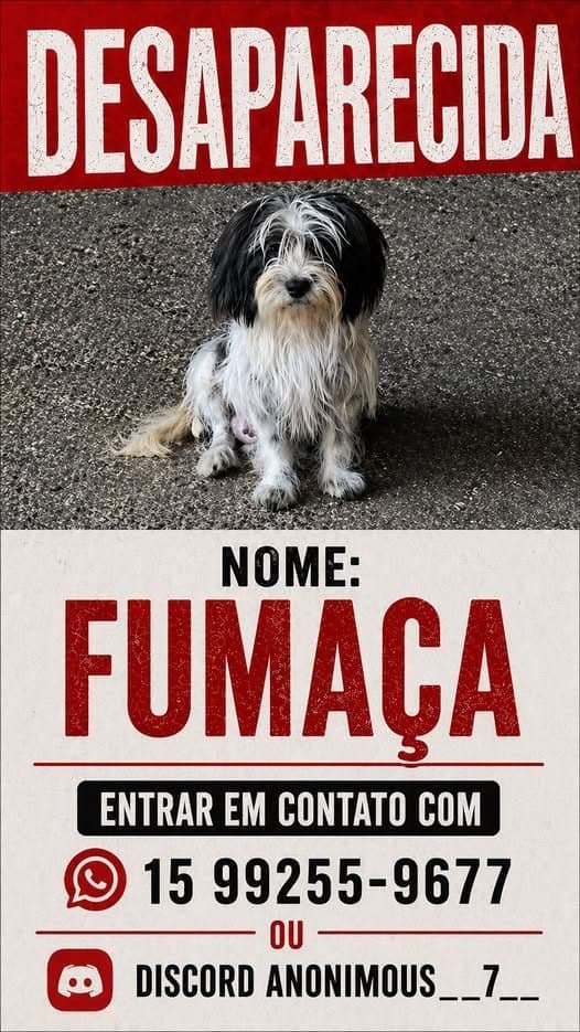 🔴 Animal Perdido — Fumaça