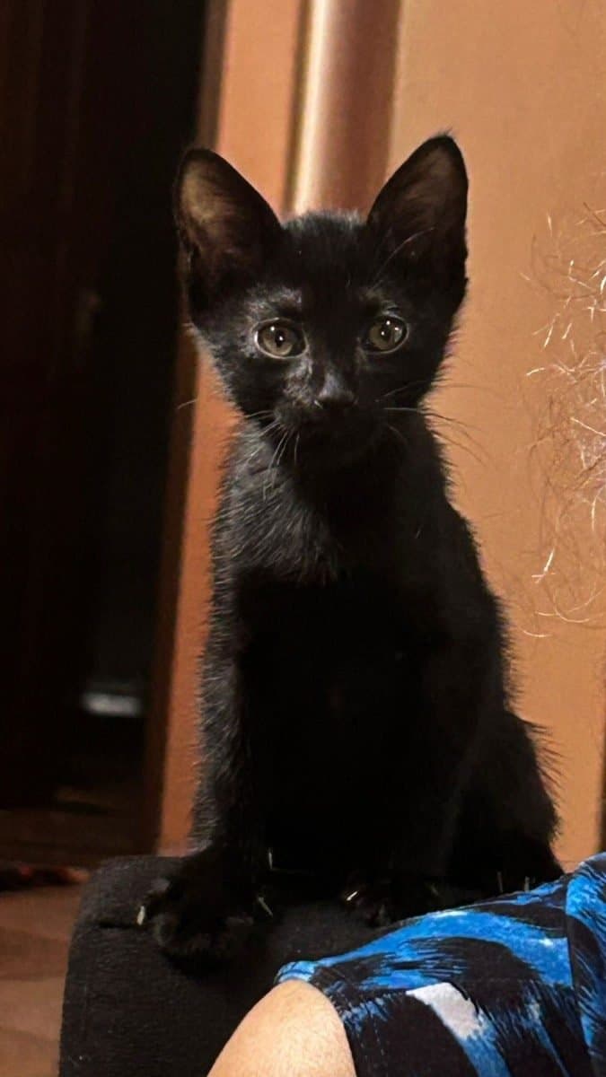 🔴 Animal Perdido — Gatinho de 2 meses perdido