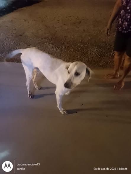 🟠 Caso de Abandono — Cachorrinho abandonado