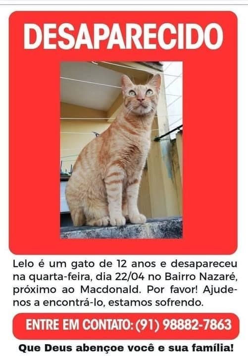 🔴 Animal Perdido — Lelo