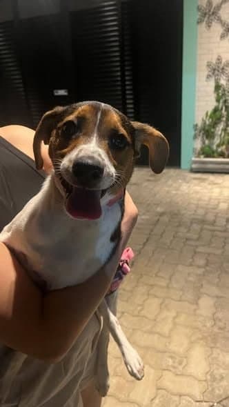 🟠 Caso de Abandono — Cachorrinho abandonado ou perdido