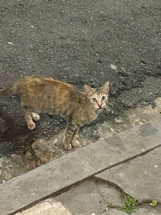 🟠 Caso de Abandono — Gata abandonada.