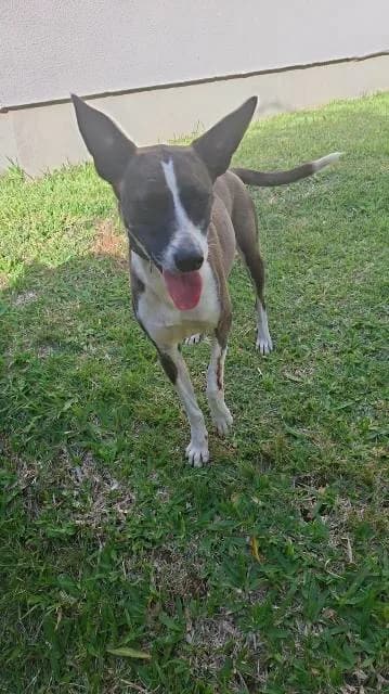 🟠 Caso de Abandono — cachorrinha perdida