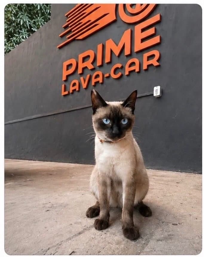 🔴 Animal Perdido — Chico