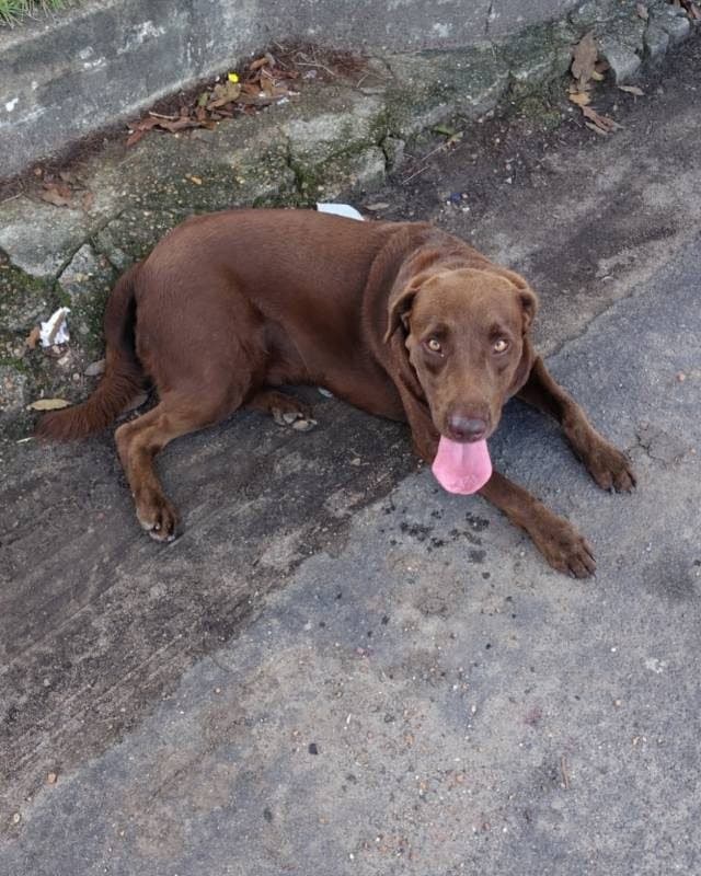 🟠 Caso de Abandono — Cachorro macho bem cuidado encontrado no Tarumã