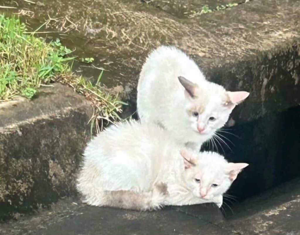 🟠 Caso de Abandono — Dois gatinhos abandonados 