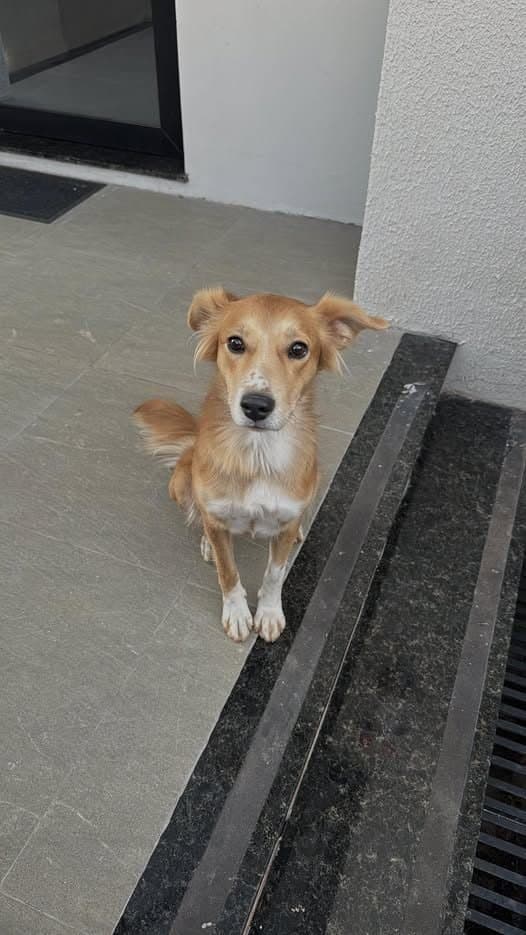 🔴 Animal Perdido — Ela está perdida