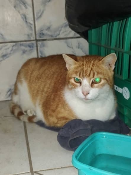 🟠 Caso de Abandono — Gatinho abandonado ou perdido
