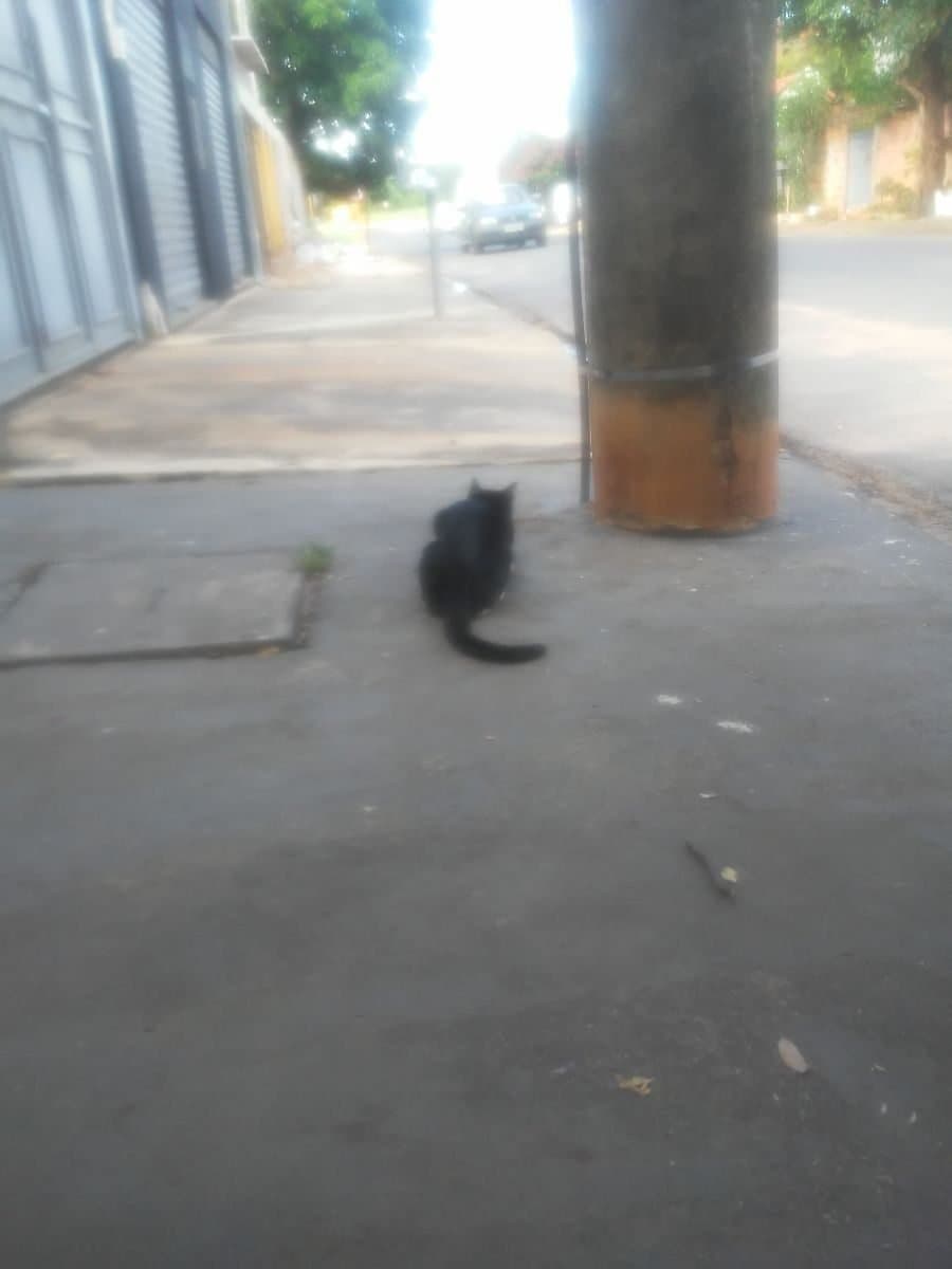 🔴 Animal Perdido — Frajola