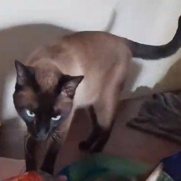 🔴 Animal Perdido — Zé