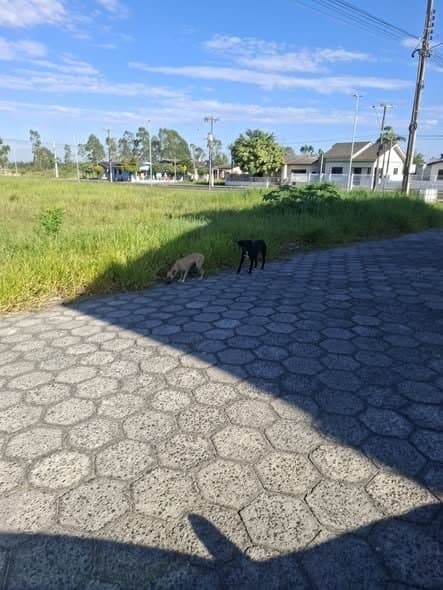 🟠 Caso de Abandono — Casal de cachorro