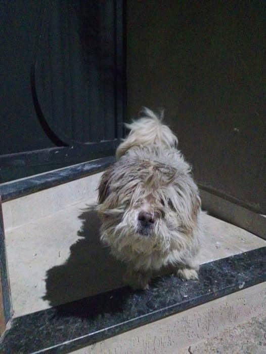 🟠 Caso de Abandono — Cachorro abandonado