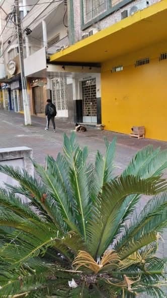 🟠 Caso de Abandono — Cachorro abandonado