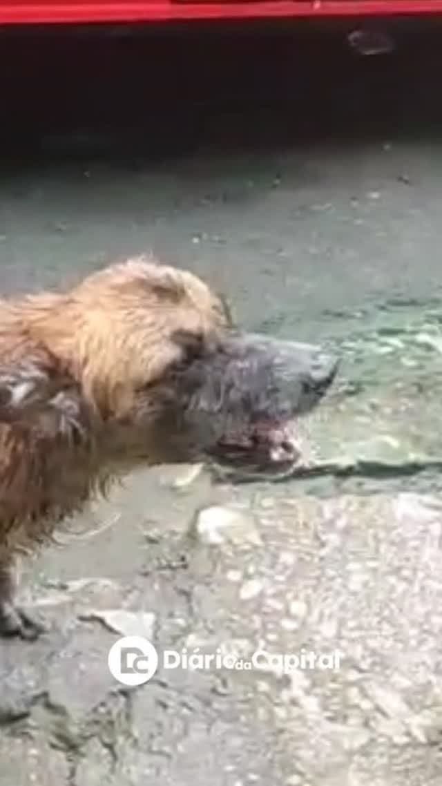 🟠 Caso de Abandono — Cachorro precisa de ajuda urgente