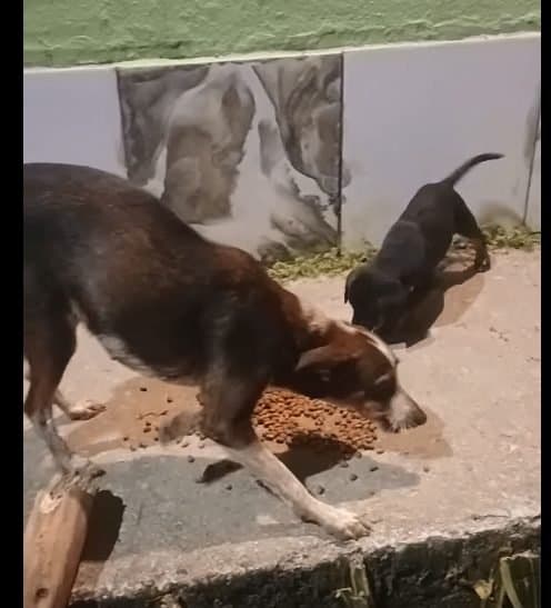 🟠 Caso de Abandono — Cachorro abandonado com filhote