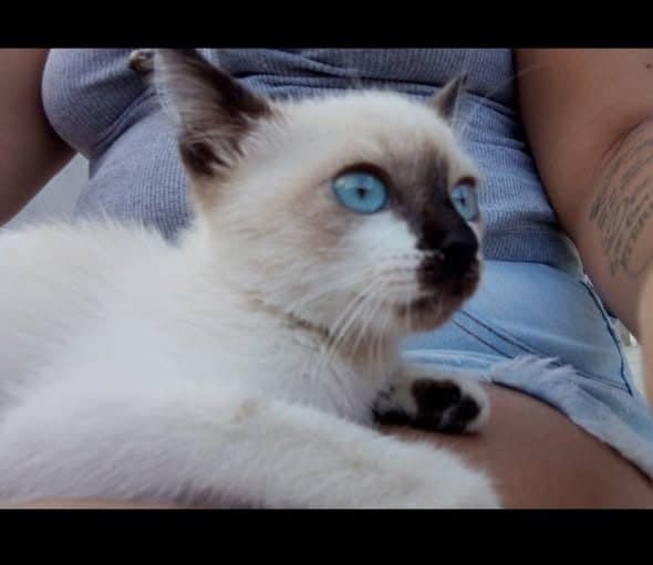 🔴 Animal Perdido — Gatinha desaparecida
