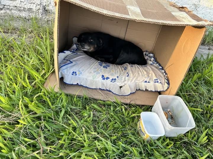🟠 Caso de Abandono — Cachorrinha abandonada