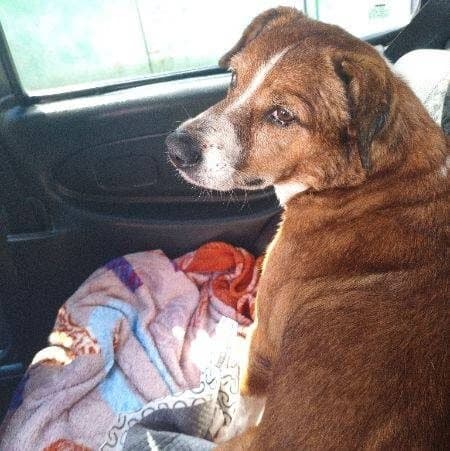 🔴 Animal Perdido — Lupi
