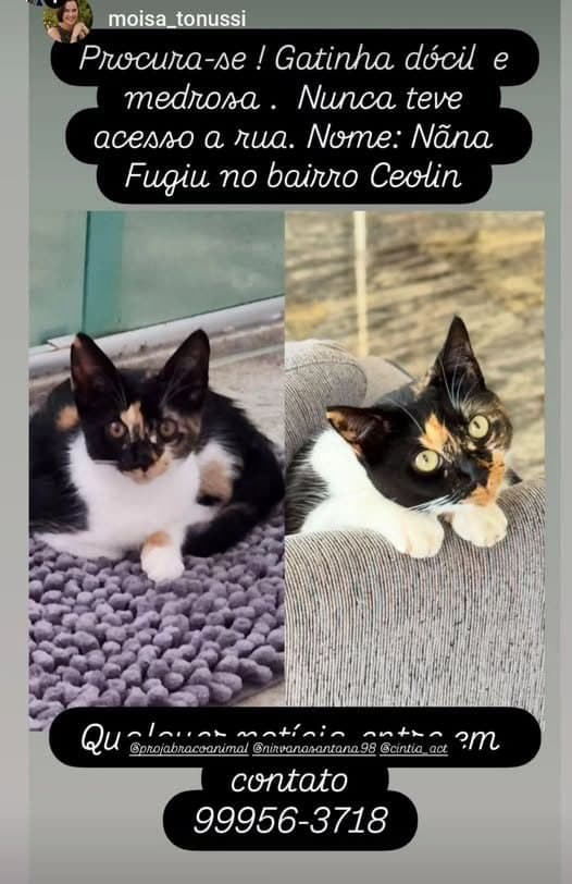 🔴 Animal Perdido — Gatinha perdida