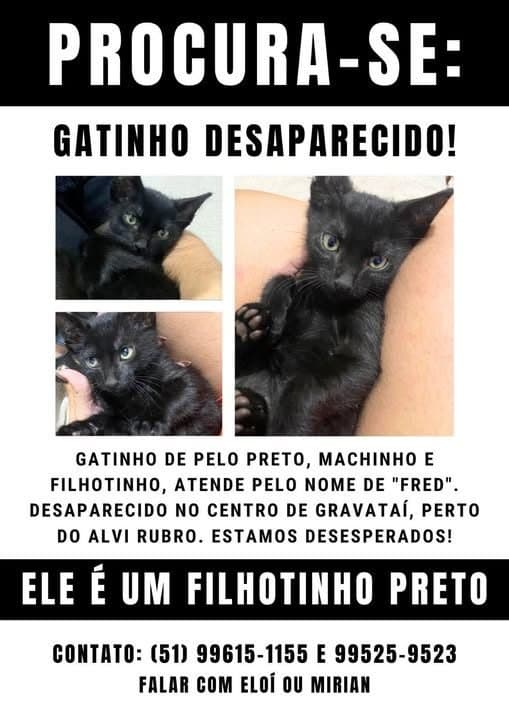 🔴 Animal Perdido — Gatinho desaparecido