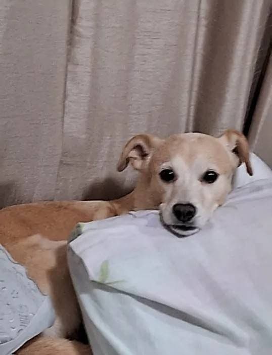 🔴 Animal Perdido — DUFF