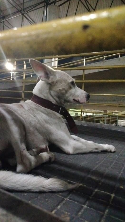 🔴 Animal Perdido — Cachorro perdido
