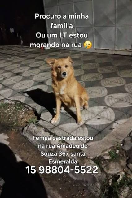🟠 Caso de Abandono — Animal abandonado