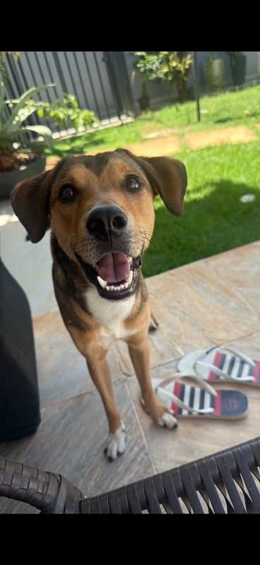 🔴 Animal Perdido — Cachorro caramelo com coleira