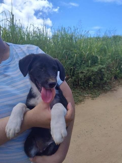 🟠 Caso de Abandono — Cadelinha bebê abandonada