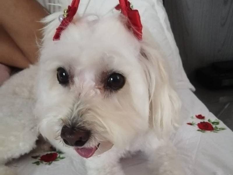 🔴 Animal Perdido — Aylla