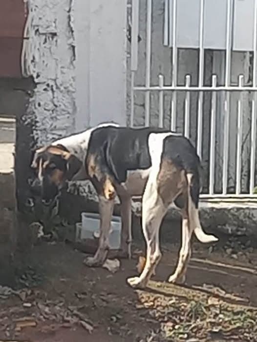 🟠 Caso de Abandono — Cachorrinho precisa de um lar
