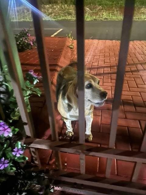 🟠 Caso de Abandono — Cachorro abandonado