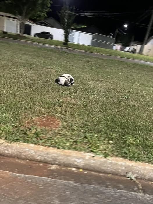 🟠 Caso de Abandono — Cachorro Abandonado