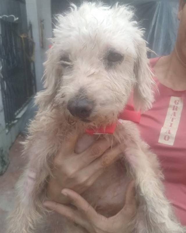 🟠 Caso de Abandono — Poodle abandonada 