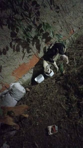 🟠 Caso de Abandono — Casal de cachorro abandonado.