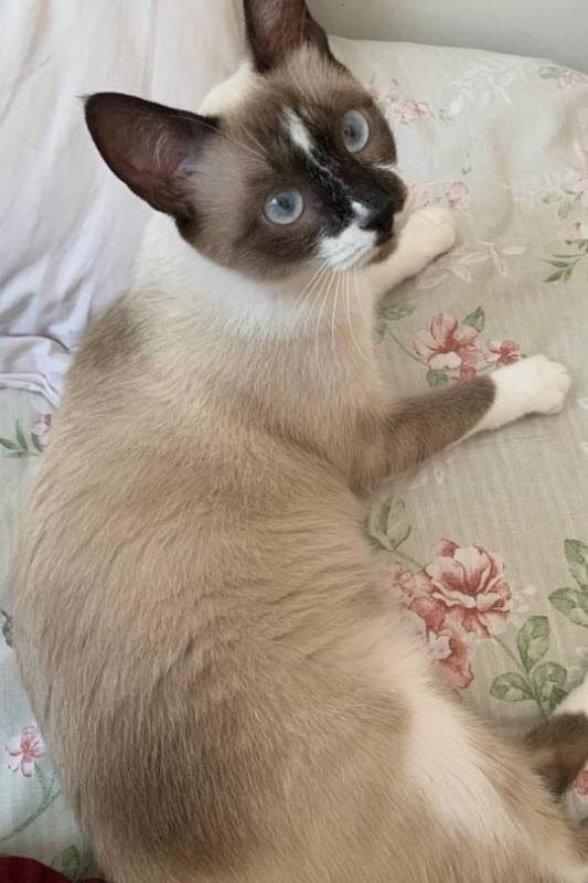 🔴 Animal Perdido — Caju