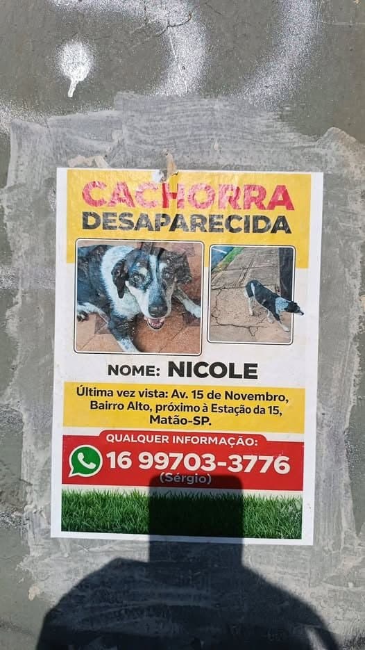 🔴 Animal Perdido — Nicole