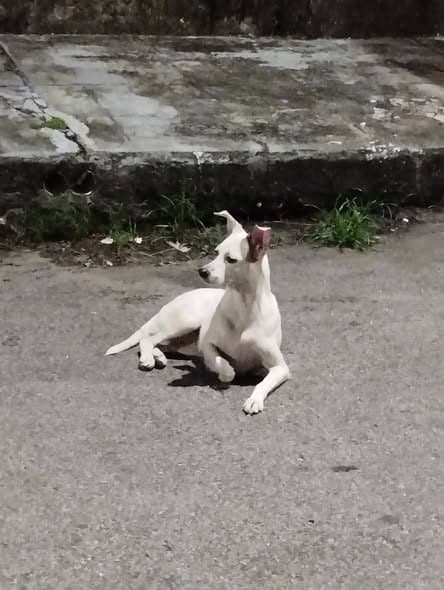 🟠 Caso de Abandono — Cachorrinha abandonada