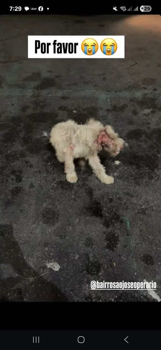 🔴 Animal Perdido — Cachorro poddle